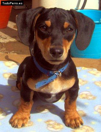 Foto del perro Rex