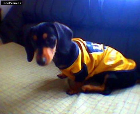 Foto del perro Maya