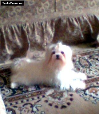 Foto del perro Dolce