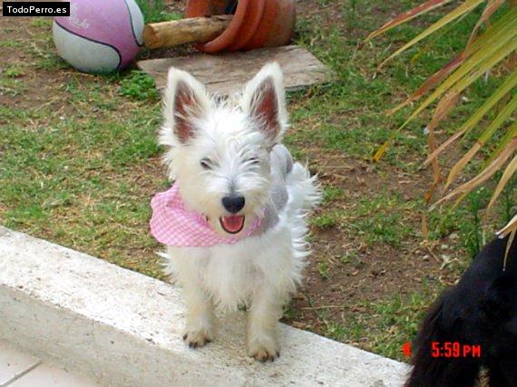 Foto del perro Cleo