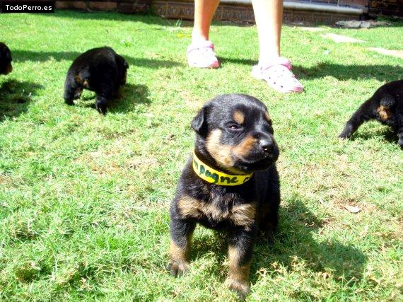 La foto del perro Gwyneth Foto del perro Gwyneth