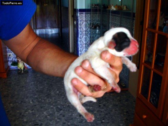 Foto del perro Toro
