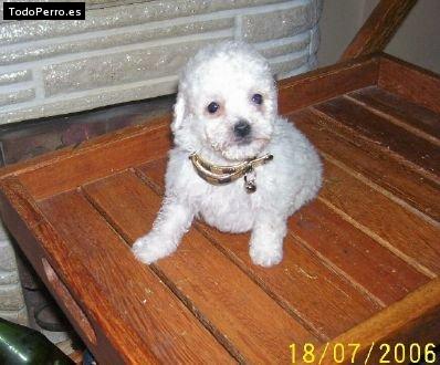 Foto del perro Morena