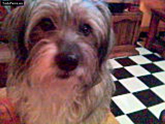 Foto del perro Nala