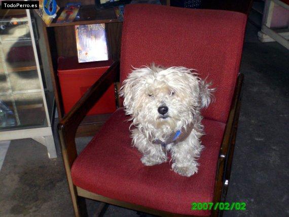 Foto del perro Chuchito