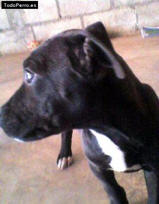 Foto del perro Cafy