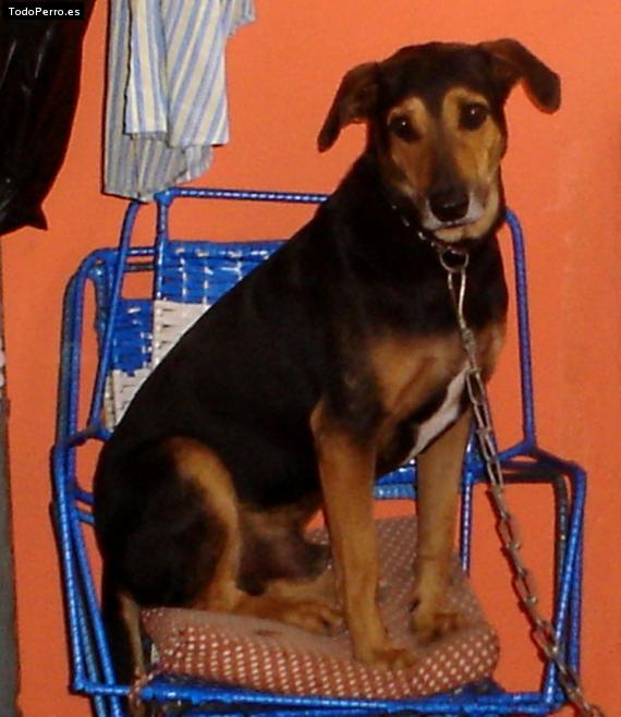 La foto del perro Cielo Foto del perro Cielo