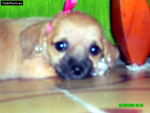 Foto del perro Connie andrea