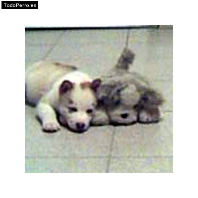 Foto del perro Magui