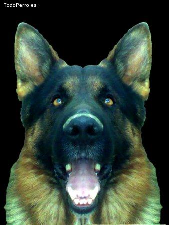 Foto del perro Sultan