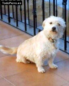 Foto del perro Mini
