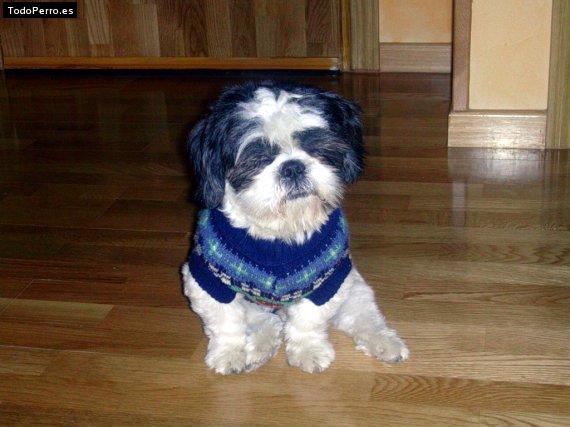 Foto del perro Bruce