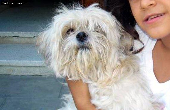 Foto del perro Toffee