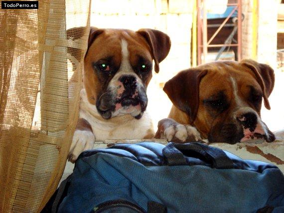 Foto del perro Ramon