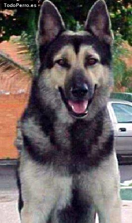 Foto del perro Silver