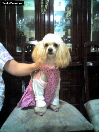 Foto del perro Monica