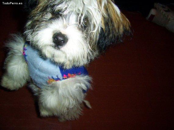 La foto del perro Gustavo Foto del perro Gustavo