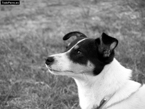 Foto del perro Manchita