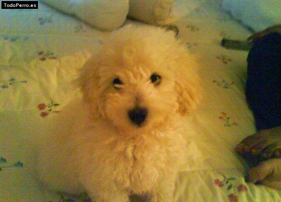 Foto del perro Mailo
