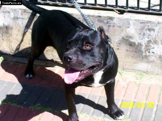 Foto del perro Rocky