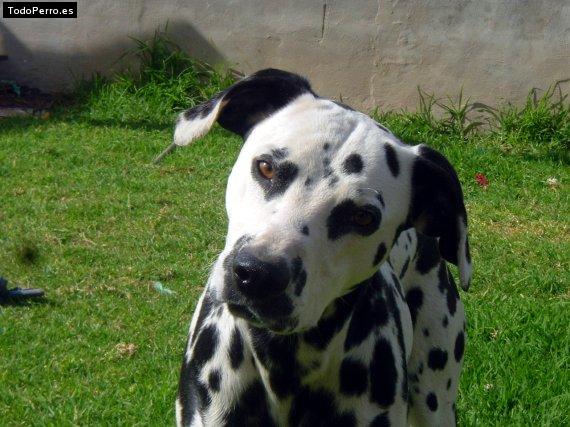 Foto del perro Shadow