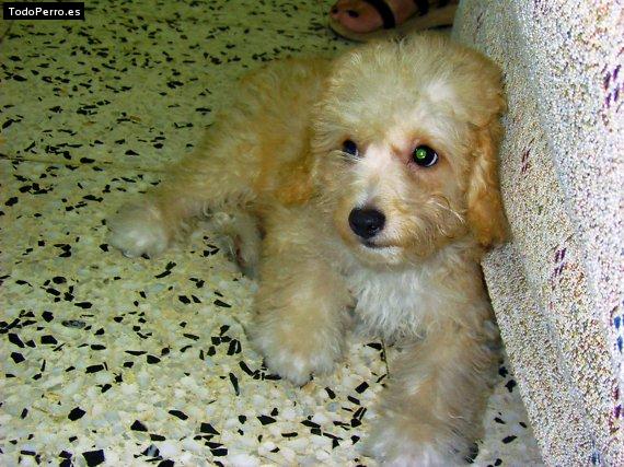 Foto del perro Mushiking