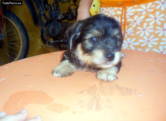 Foto del perro Rizos