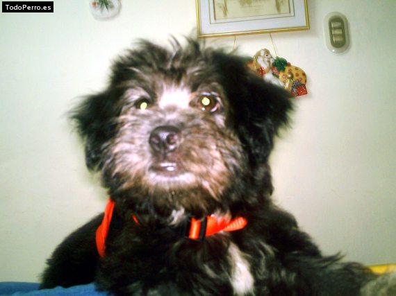 Foto del perro Connie