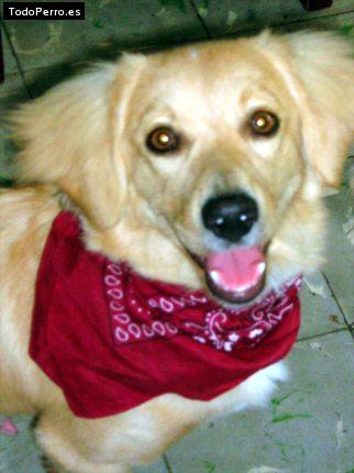 La foto del perro Guapo Foto del perro Guapo