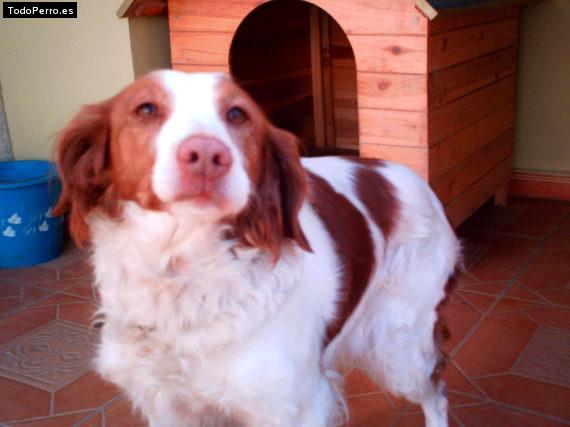 Foto del perro Mini