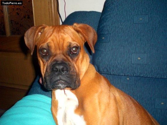 La foto del perro Geisha Foto del perro Geisha