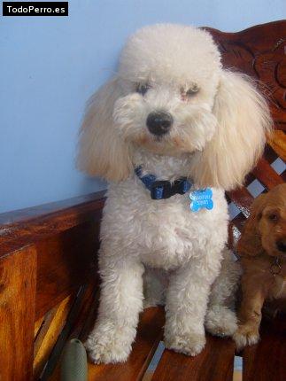 La foto del perro Gynno Foto del perro Gynno