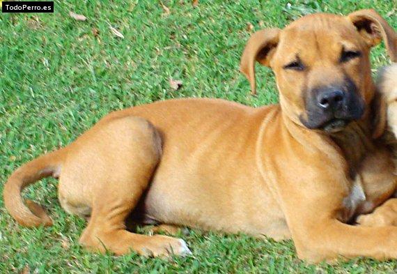 Foto del perro Evo