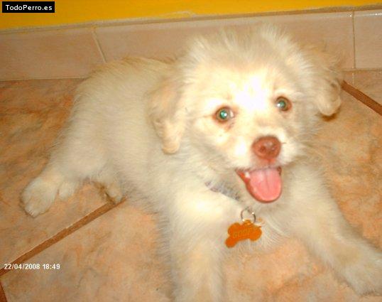 La foto del perro Goofy Foto del perro Goofy