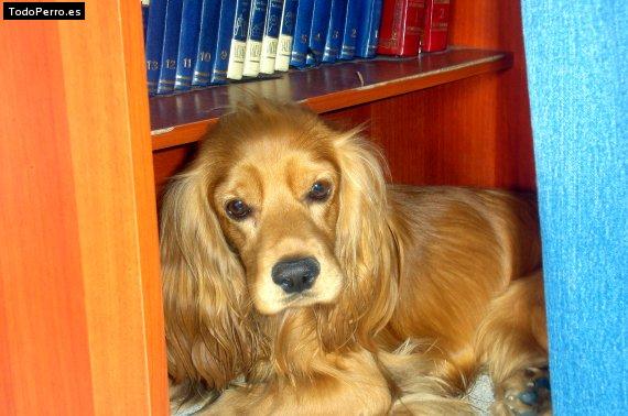Foto del perro Coqui