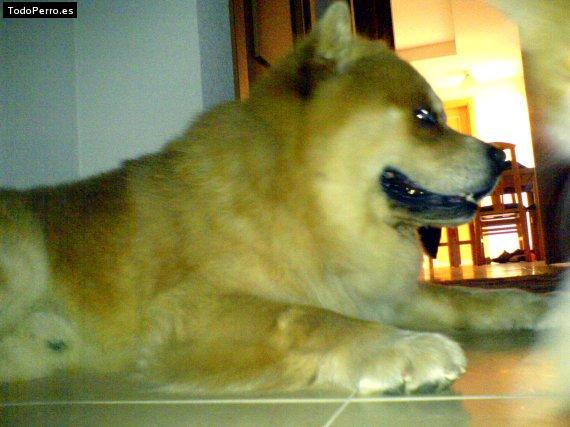 La foto del perro Pipo Foto del perro Pipo