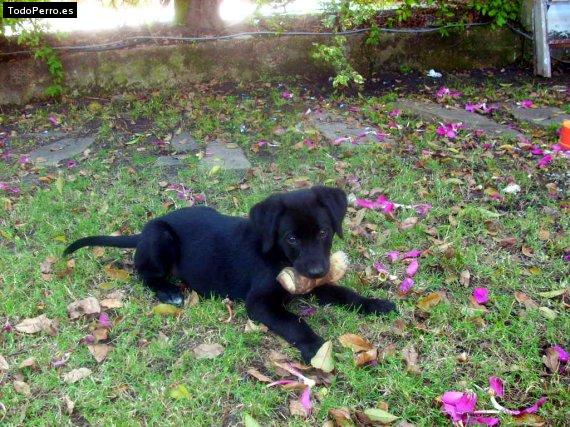 La foto del perro Dinamita Foto del perro Dinamita