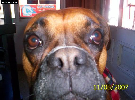 Foto del perro Mandy