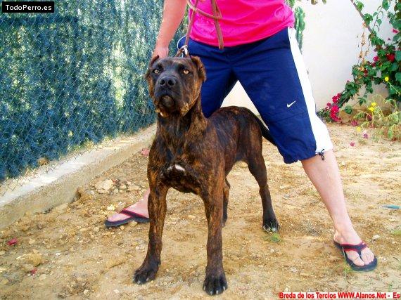 Foto del perro Breda
