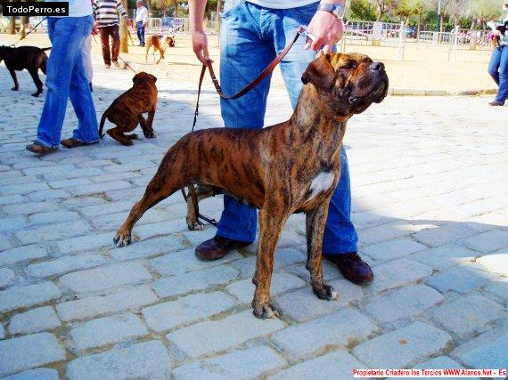 Foto del perro Thais