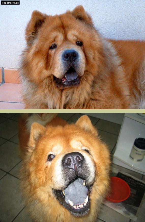 La foto del perro Chogori Foto del perro Chogori