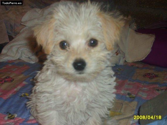 Foto del perro Chato