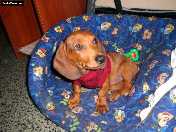 Foto del perro Teckel antonio