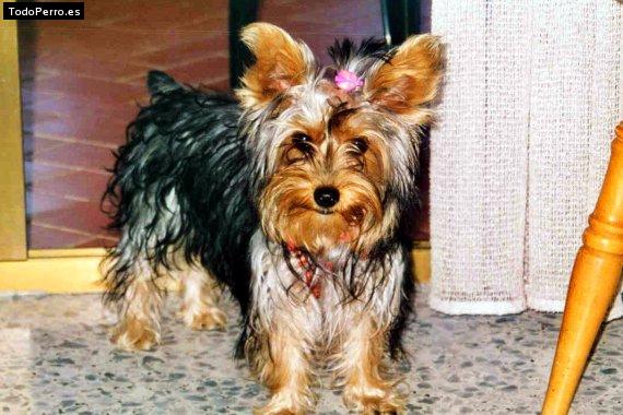 La foto del perro Pytu Foto del perro Pytu