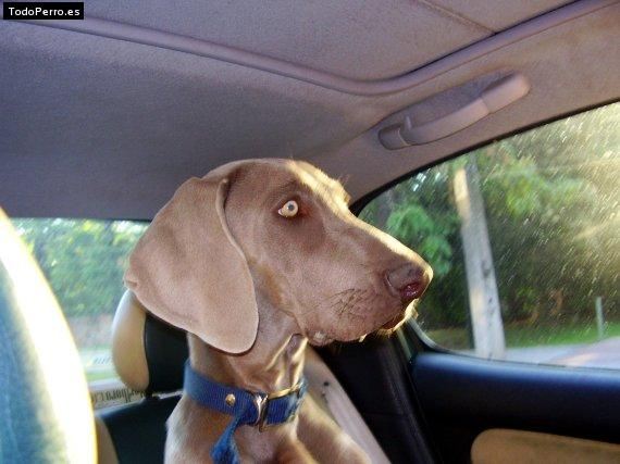 La foto del perro Ron Foto del perro Ron