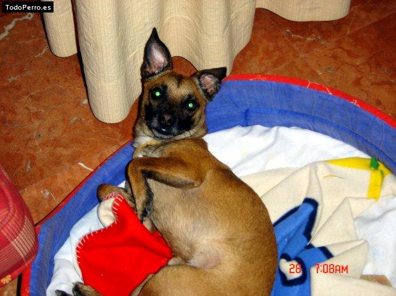 La foto del perro Gayumbo Foto del perro Gayumbo