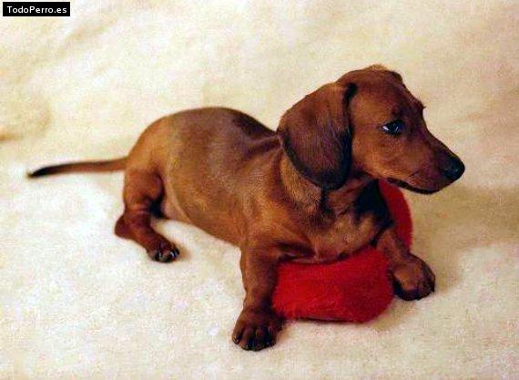 Foto del perro Rodney