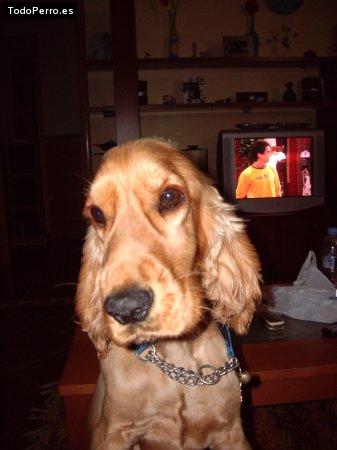 Foto del perro Sam