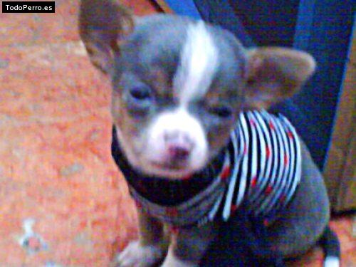 La foto del perro Goliat Foto del perro Goliat