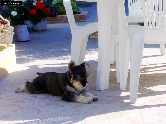 La foto del perro Growly Foto del perro Growly